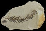 Dawn Redwood (Metasequoia) Fossil - Montana #142545-1